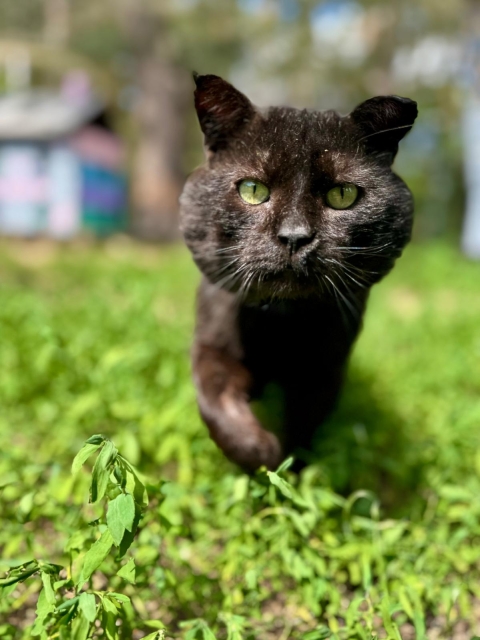 Zorro