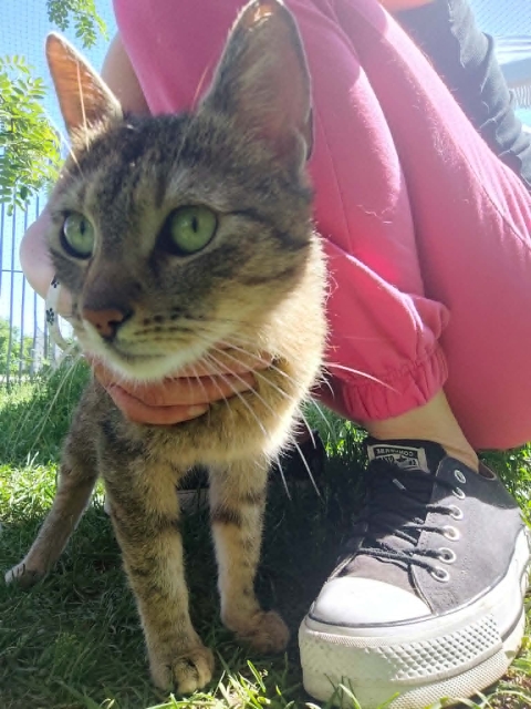 Mirabelka