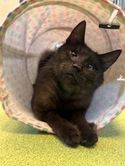 Leo