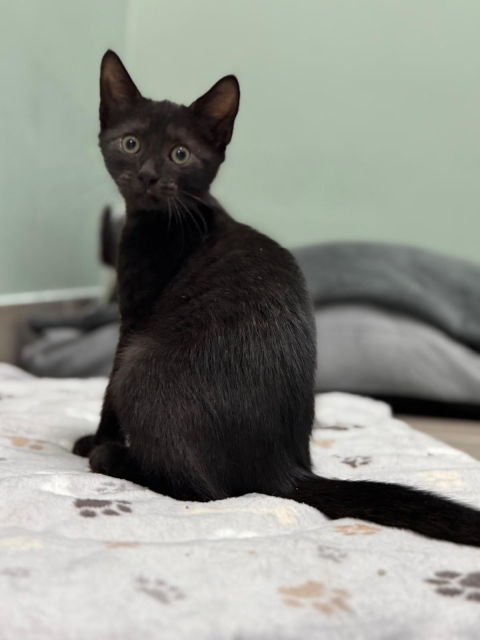 Rufus